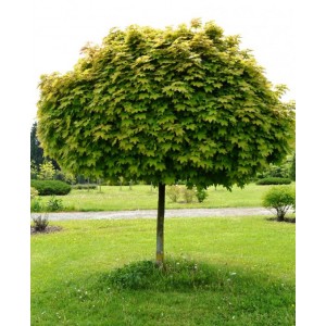 Саженец клёна Остролистного (60-100 см)