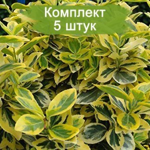 Саженцы 5шт / Бересклета форчуна Эмеральд Голд - комплект 5 шт.