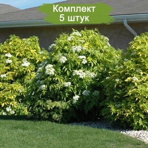 Саженцы бузины чёрной Ауреа (Aurea) -  комплект 5 шт.