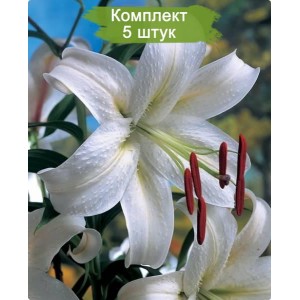 Луковицы лилии Касабланка -  комплект 5 шт.