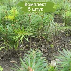 Саженцы пихты Сибирская до 20 см -  комплект 5 шт.