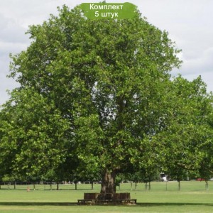 Саженцы платана обыкновенного -  комплект 5 шт.
