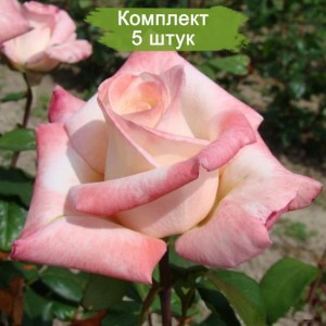 Саженцы чайно-гибридной розы Анна (Anna) -  комплект 5 шт.