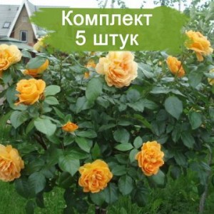 Саженцы плетистой розы Мишка (Michka) -  комплект 5 шт.