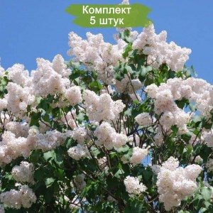 Комплект 5шт / Сеянец Сирень Память о Колесникове