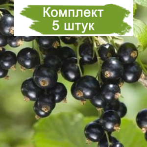 Саженцы черной смородины Россиянка -  комплект 5 шт.