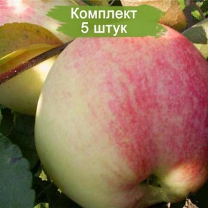 Саженцы яблони Мельба (Melba)  -  комплект 5 шт.