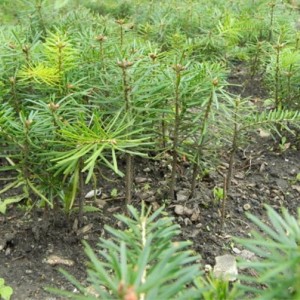 Саженец пихты Сибирской до 20 см