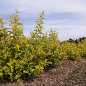 Саженец пузыреплодника калинолистного Лютеус (Luteus)