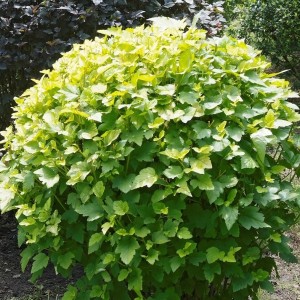 Саженец пузыреплодника калинолистного Тильден Парк (Tilden Park)