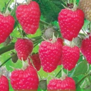 Саженец ремонтантной малины Жар Птица (Красная)