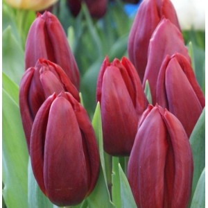Луковица тюльпана Стронг Лав (Strong Love)