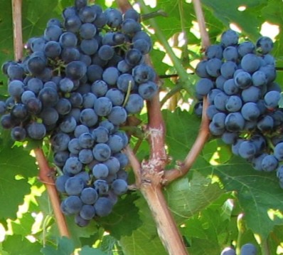 Виноград Бордо
