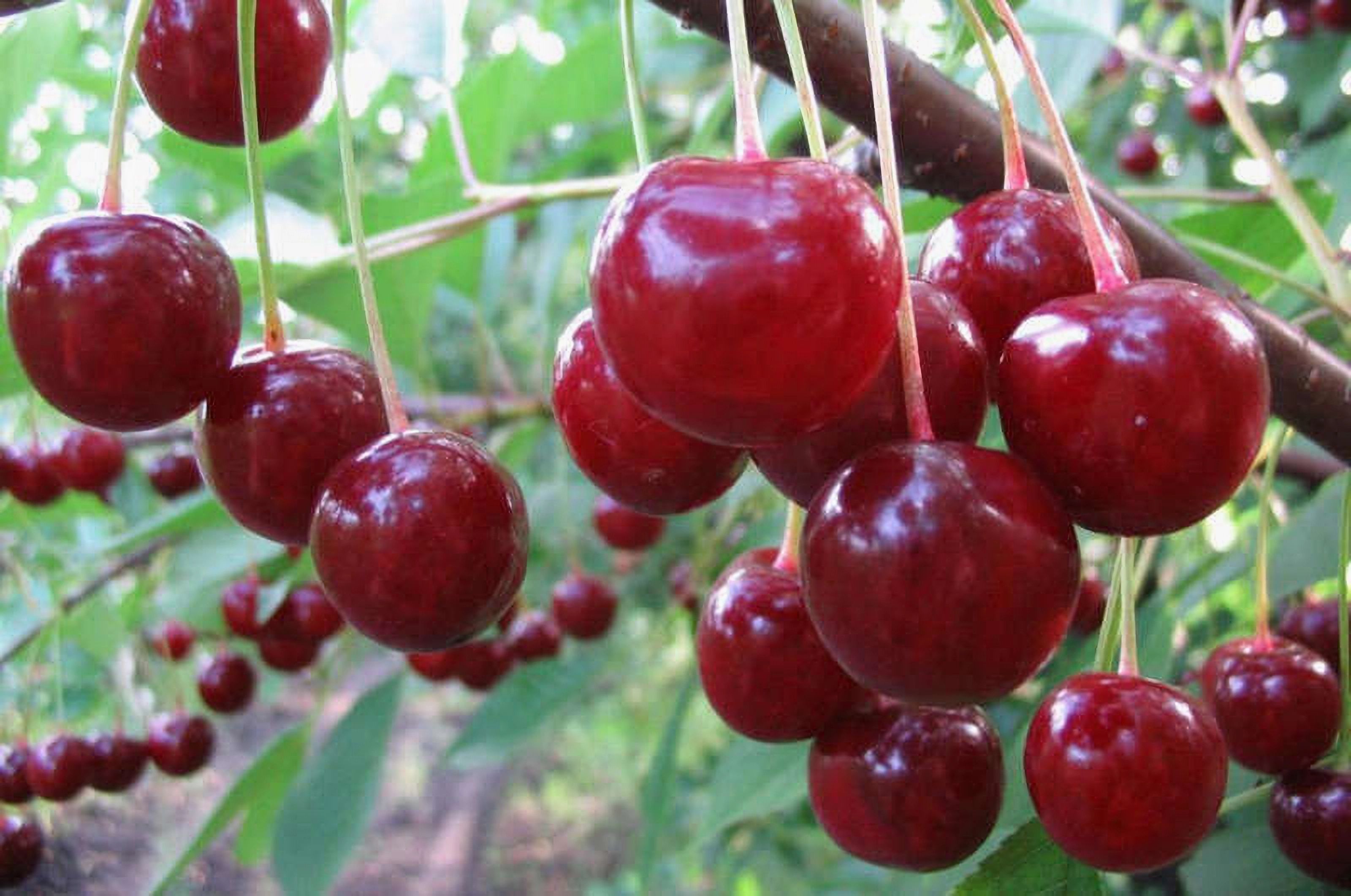 Вишня Песковацкая
