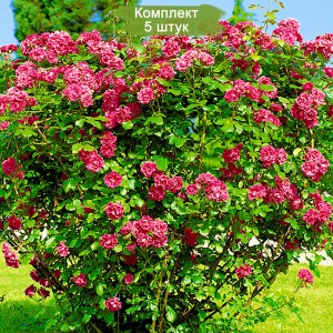 Саженцы розы ругозы Морщинистая -  комплект 5 шт.