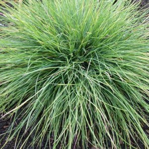 Саженец овсяницы Нитевидной